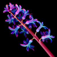 Fine Art: Organics