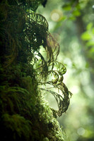Fine Art: Nature